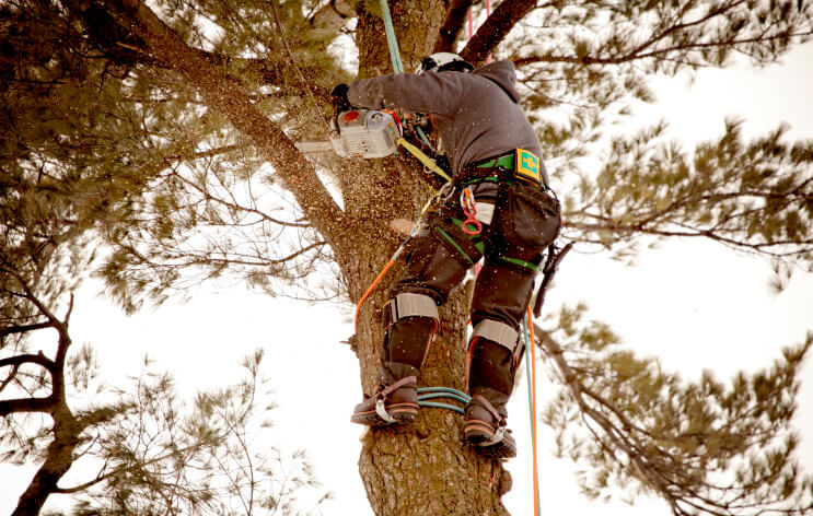 Tree Cutting North Pole AK