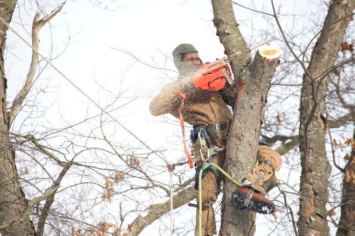 Tree Removal North Pole AK